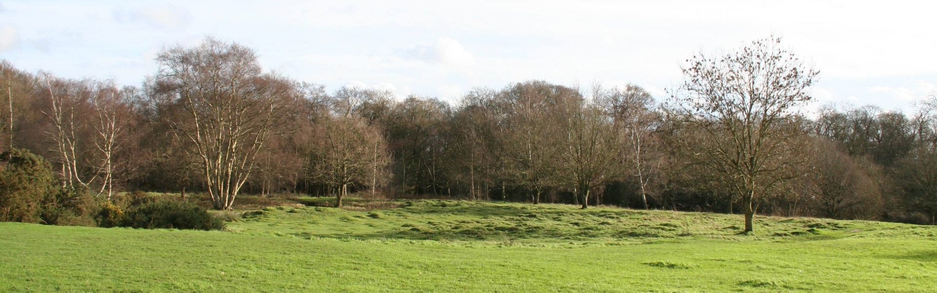 Woods in Hadley Common