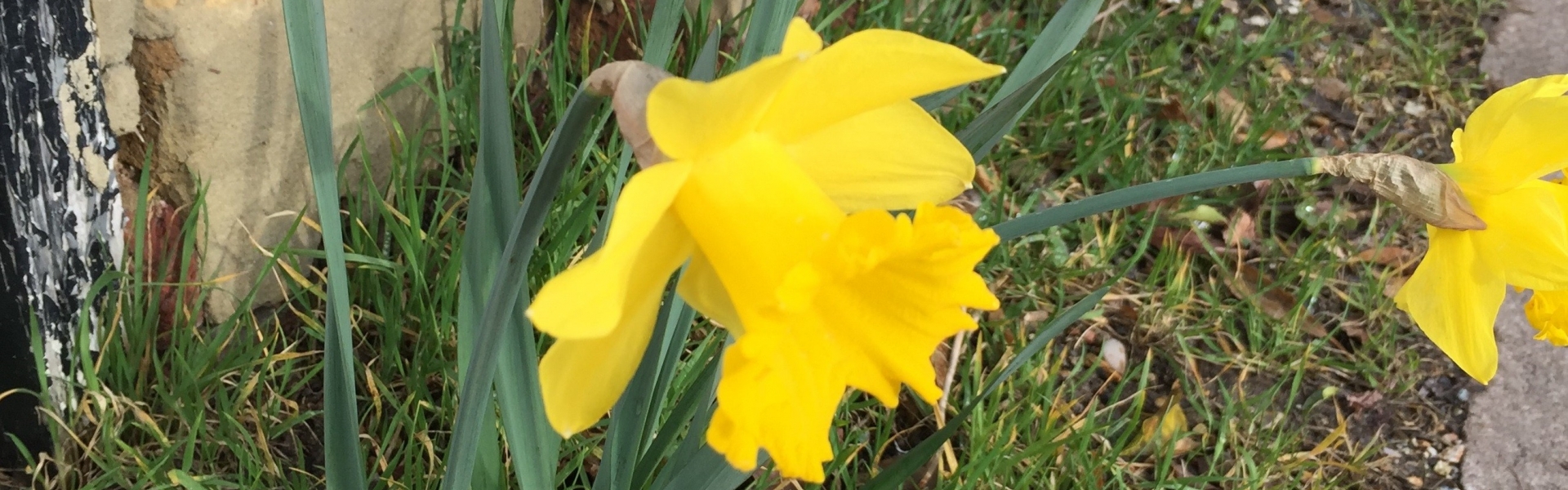 Daffodil in Barnet at Easter time.