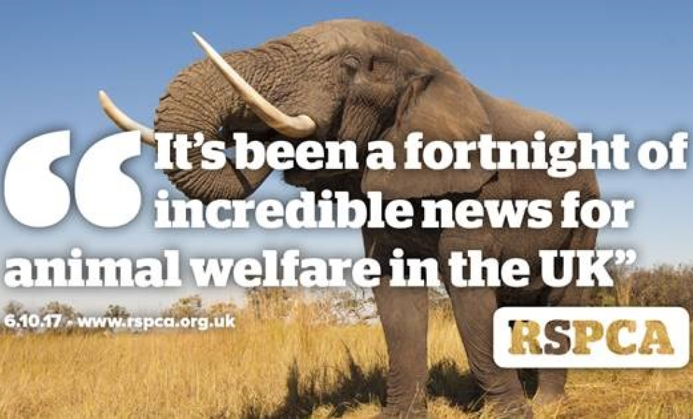 Animal Welfare