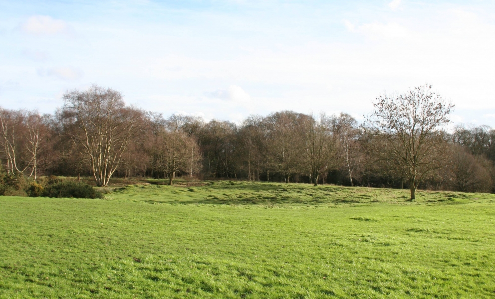 Woods in Hadley Common