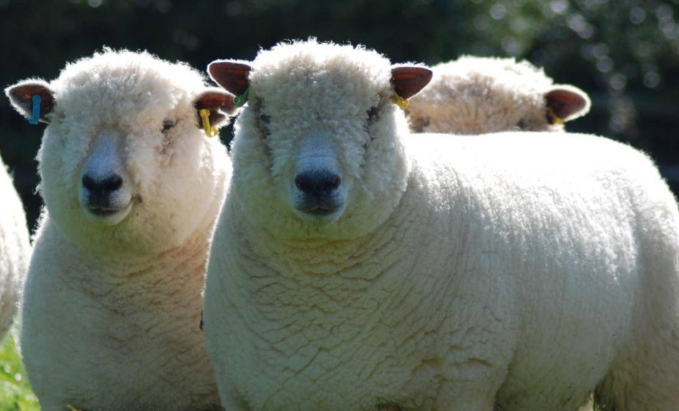 Sheep photo