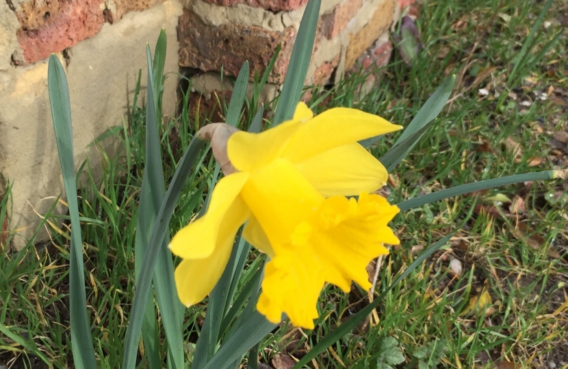 Daffodil at Easter in Barnet