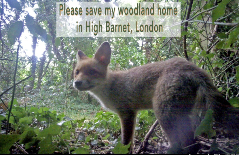 Fox in Chipping Barnet woodland