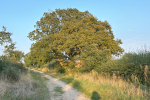 Hertfordshire countryside