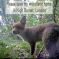 Fox in Chipping Barnet woodland