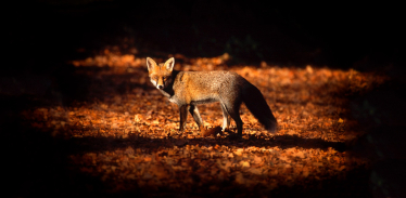 Blue fox photo