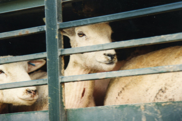 Export of live sheep