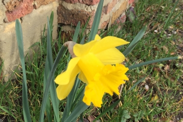 Daffodil at Easter in Barnet
