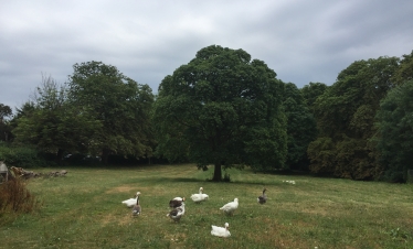 Geese at Whalebones