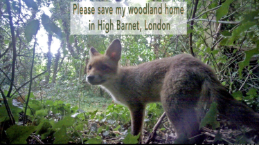 Fox in Chipping Barnet woodland