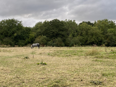 Green belt land under threat in Mays Lane in Barnet